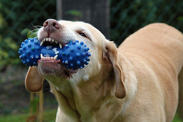 toys for dogs that like to chew