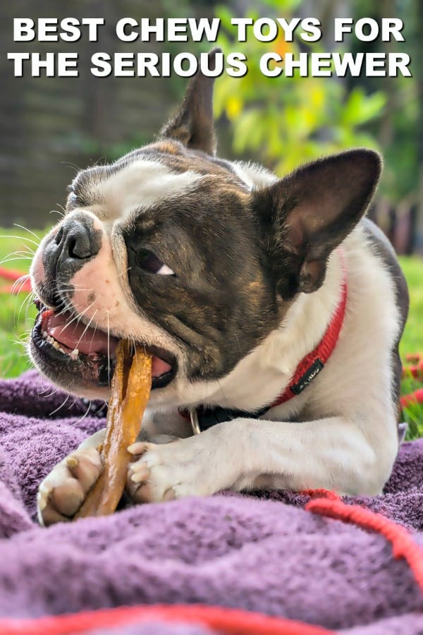 Best chew toys and treats for dogs that love to chew