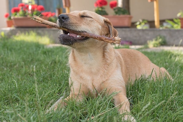 Best chew toys for dogs that love to chew