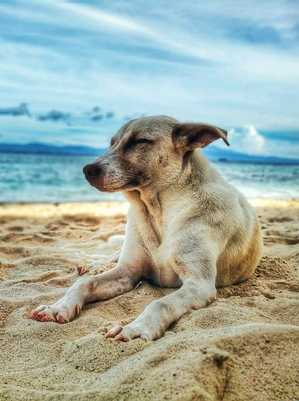 Dog Paw Protection Tips for Hot Summer Days