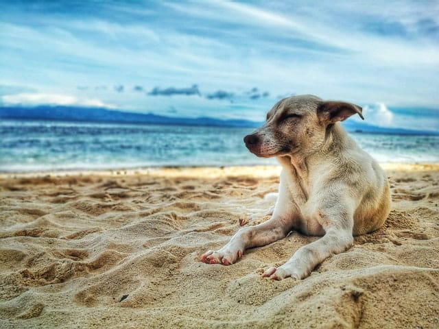 Dog Paw Protection Tips for Hot Summer Days
