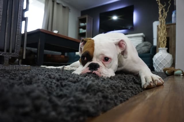 Pet safe carpet cleaners that really work