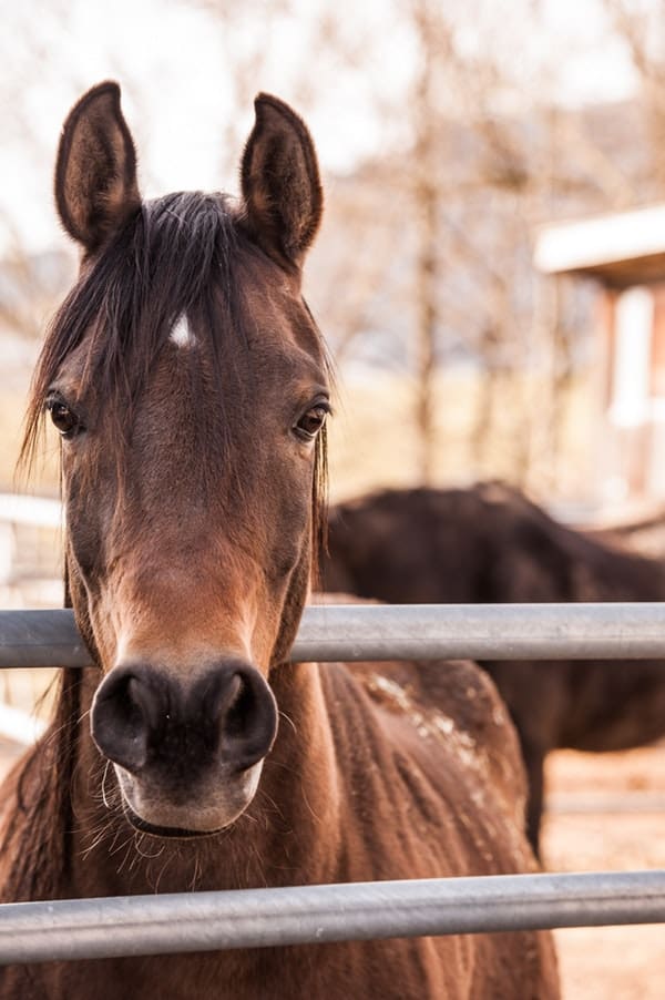 What to know before buying a horse