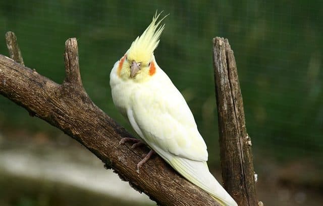 Is Your Cockatiel Sick? What You Need to Know