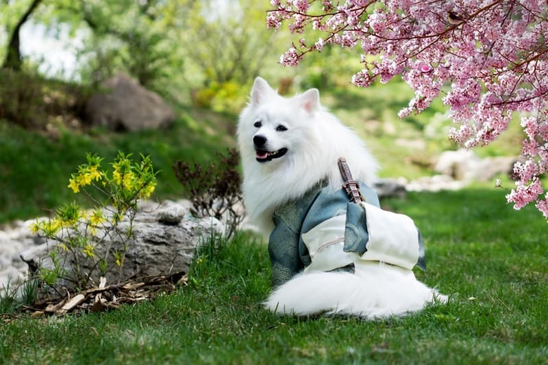 white dog wearing a cute outfit
