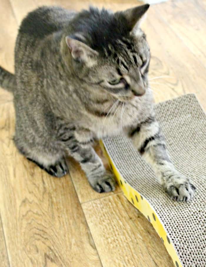 Encourage Your Cat to Use Cat Scratching Boards
