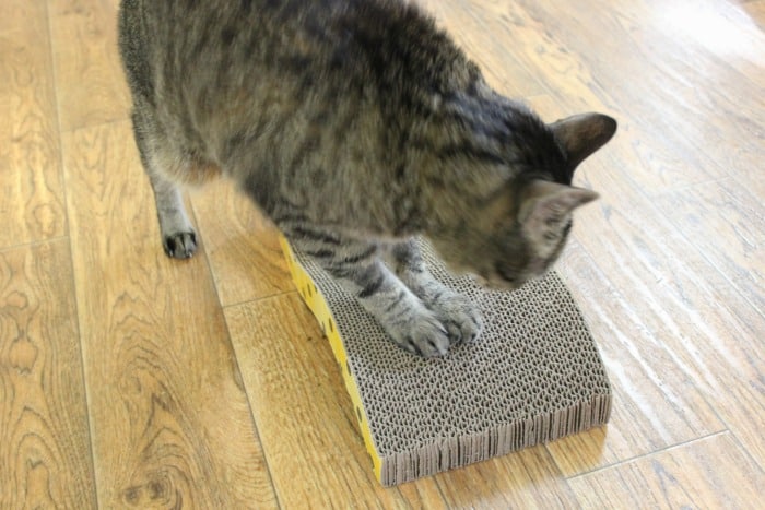 Encourage Your Cat to Use Cat Scratching Boards