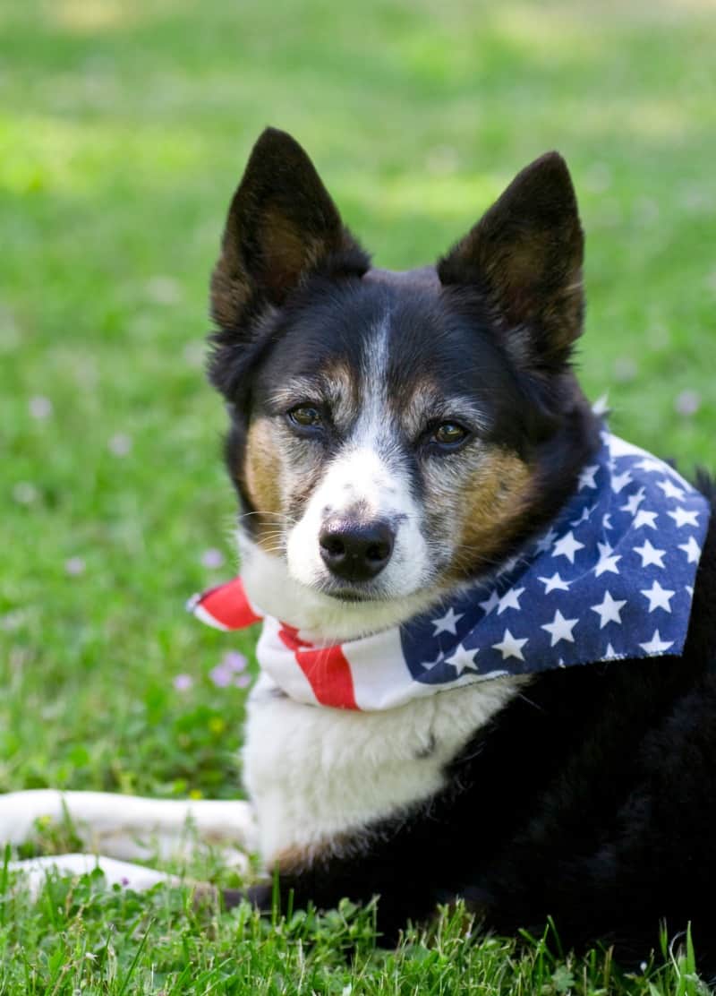 How to Keep a Dog Calm During Fireworks