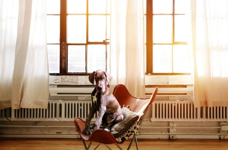 dog sitting in a chair in front of windows