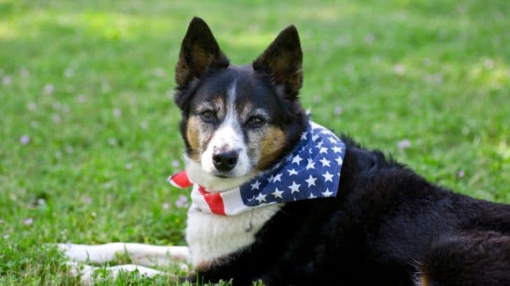 How to keep your dog calm during fireworks