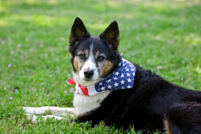 How to keep your dog calm during fireworks
