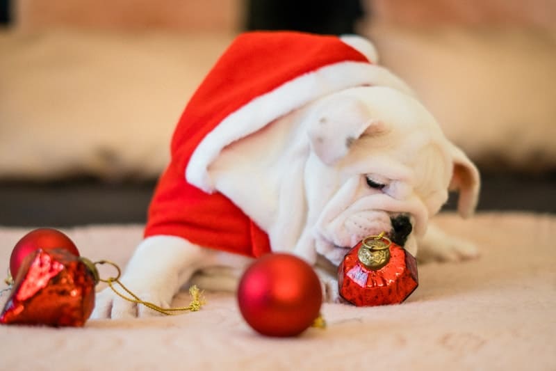 puppy with red Christmas ornaments and a Santa outfit