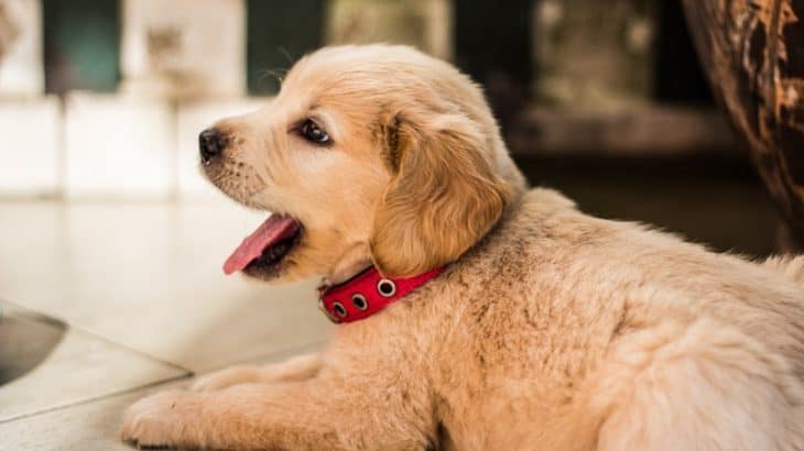 puppy yawning wearing a red collar