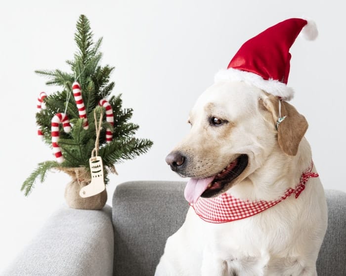 Beware of Puppy Scams This Holiday Season