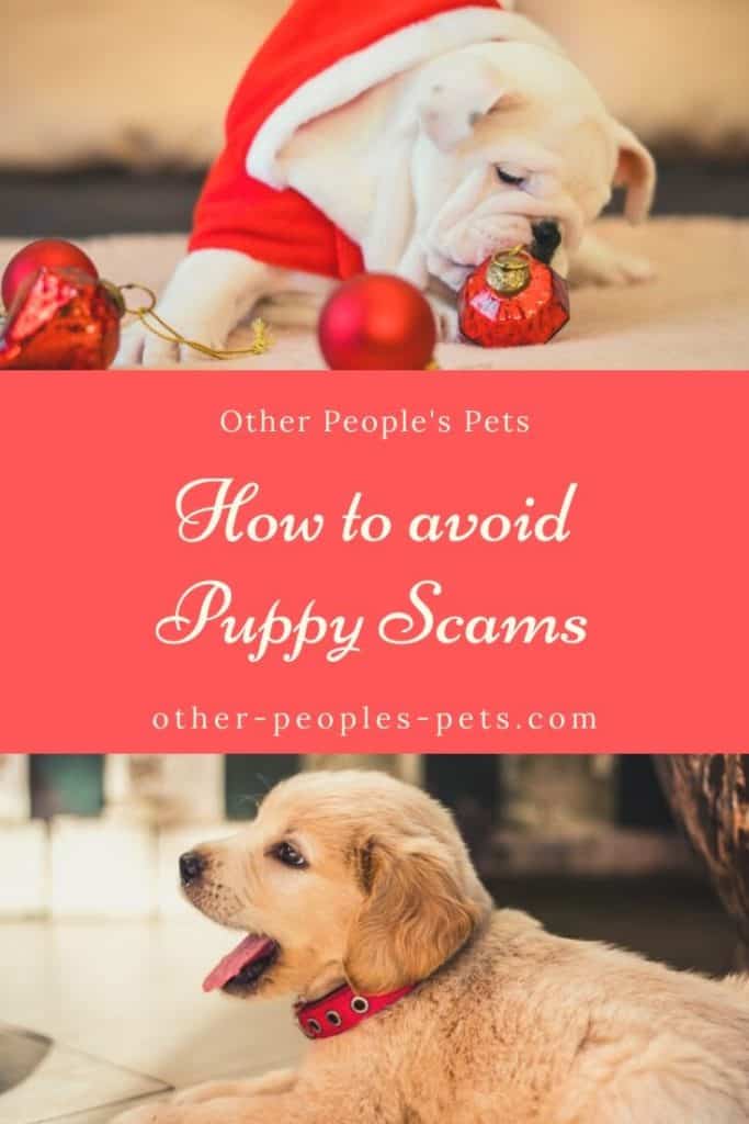 Puppy Scams and How to Avoid Them at Christmas - Other People's Pets