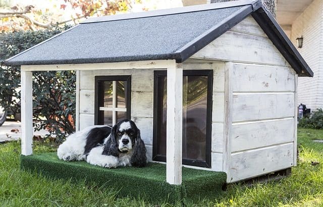 Dog House Building And Buying Guide for All Sizes