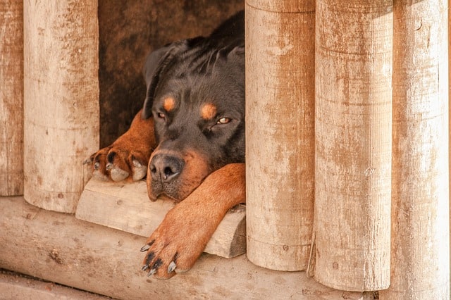 Dog House Building And Buying Guide for All Sizes
