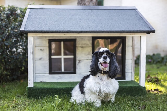 Dog House Building And Buying Guide for All Sizes