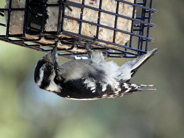 Wild Bird Feeding Tips for Winter Time Weather