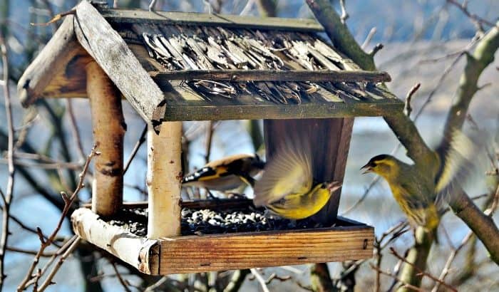 Wild Bird Feeding Tips for Winter Time Weather