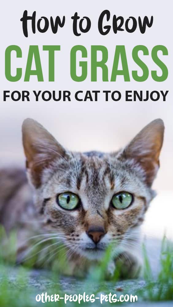 How to Grow Cat Grass for Your Cat to Enjoy