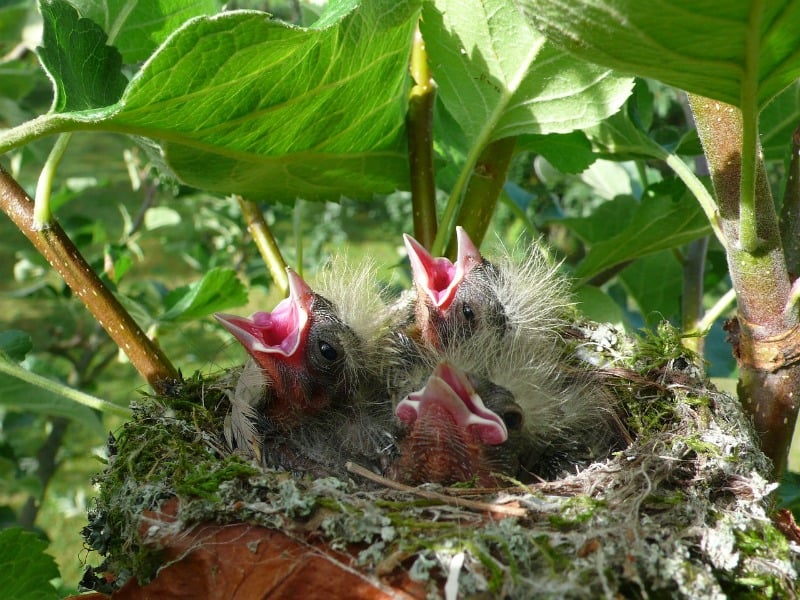 nestlings in bird nest