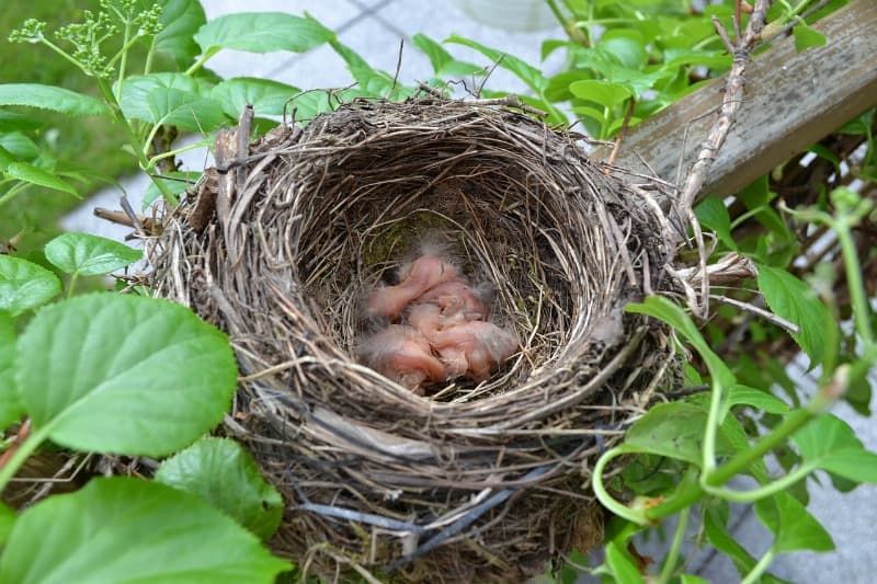 hatchlings in a bird nest