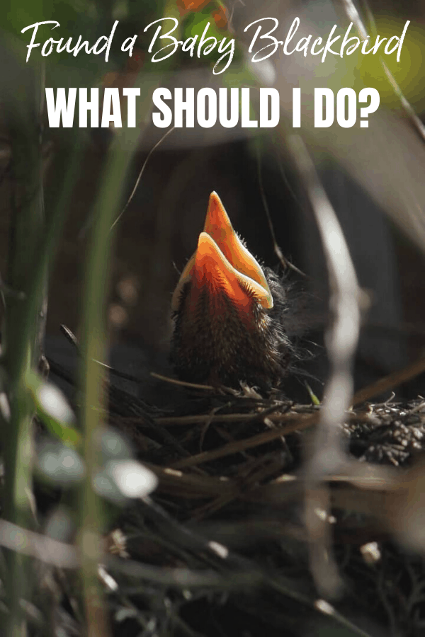 Found a Baby Blackbird: What Should I Do?