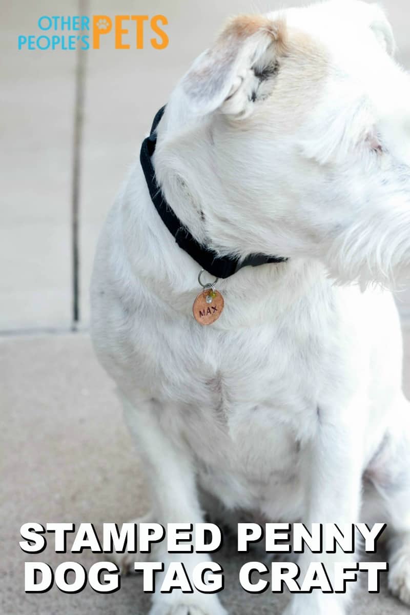 Make Your Own Dog Name Tags for Your Pet