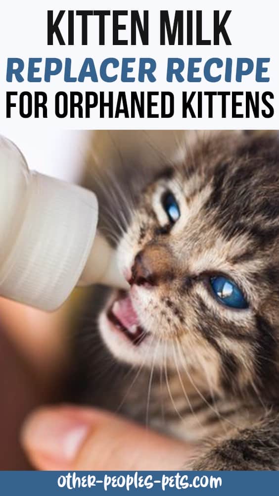 Kitten Milk Replacer Recipe for Orphaned Kittens