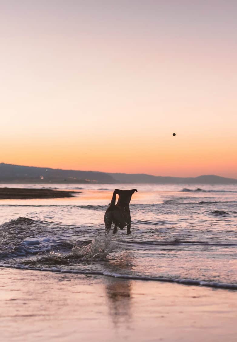 Beach Essentials for Dogs You Don't Want to Forget