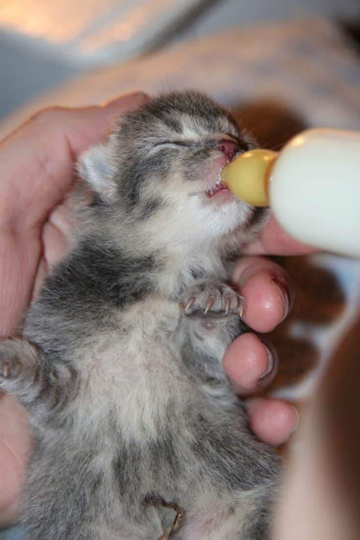 Kitten Milk Replacer Recipe for Orphaned Kittens Other People's Pets