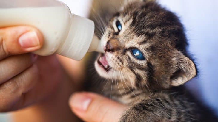 a kitten drinking from a bottle