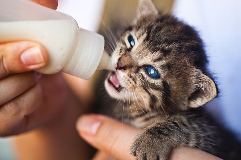 a kitten drinking from a bottle