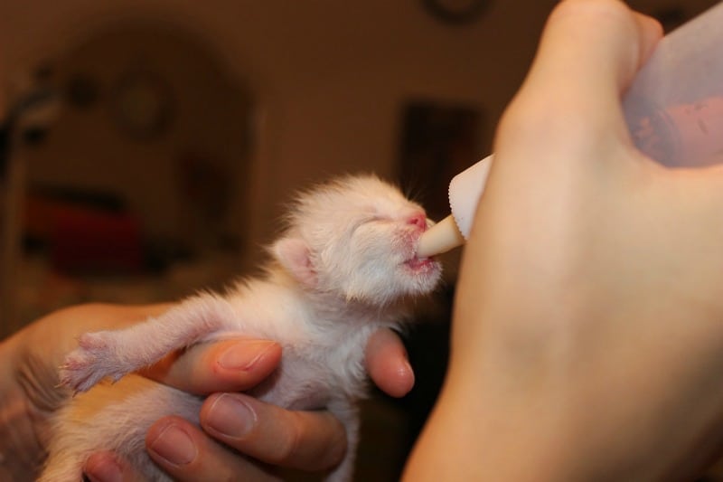 Tiny kitten drinking from a bottle
