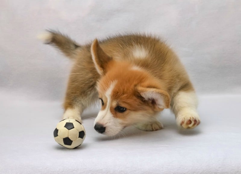 dog playing with small ball