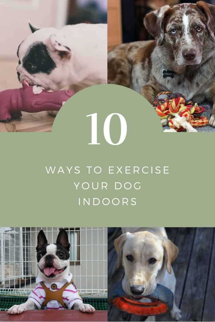 10 Ways to Exercise Your Dog Indoors More Easily #DogTips #DogHealth #DogParent