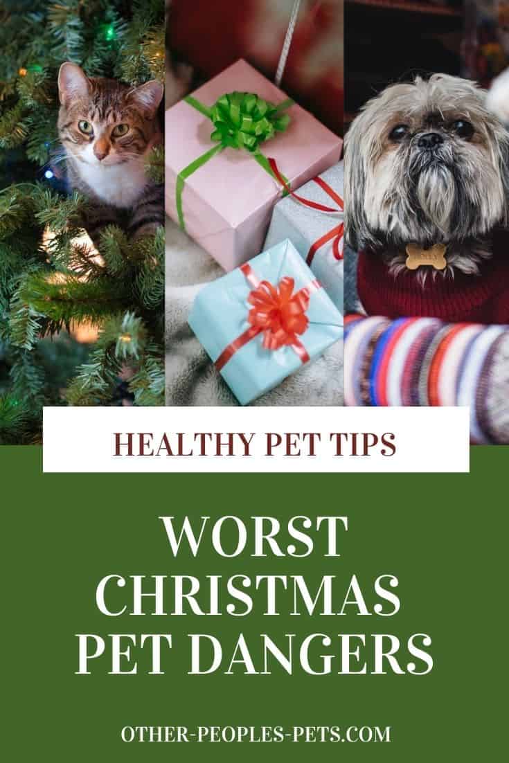 Christmas dangers to pets that you are caring for is something to be aware of.  Check out these unexpected dangers you need to be aware of.