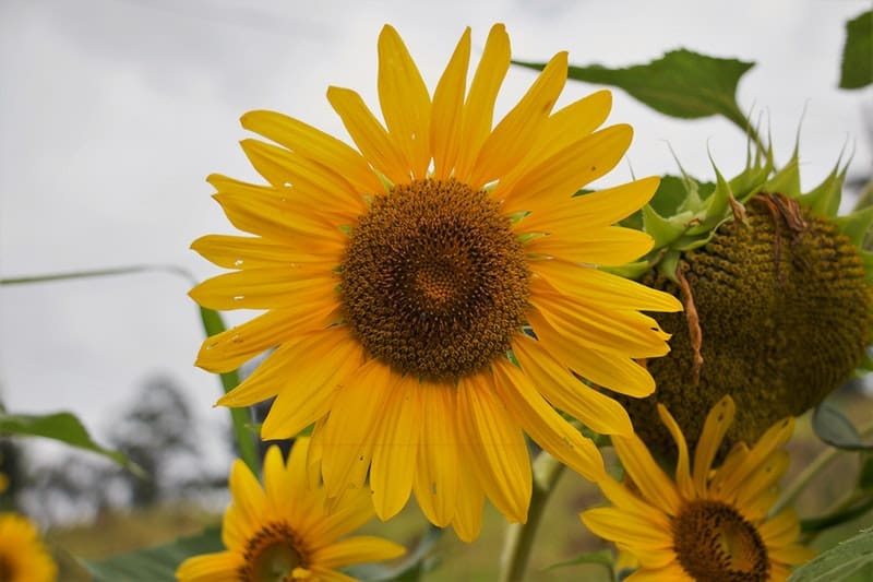 sunflowers in a garden