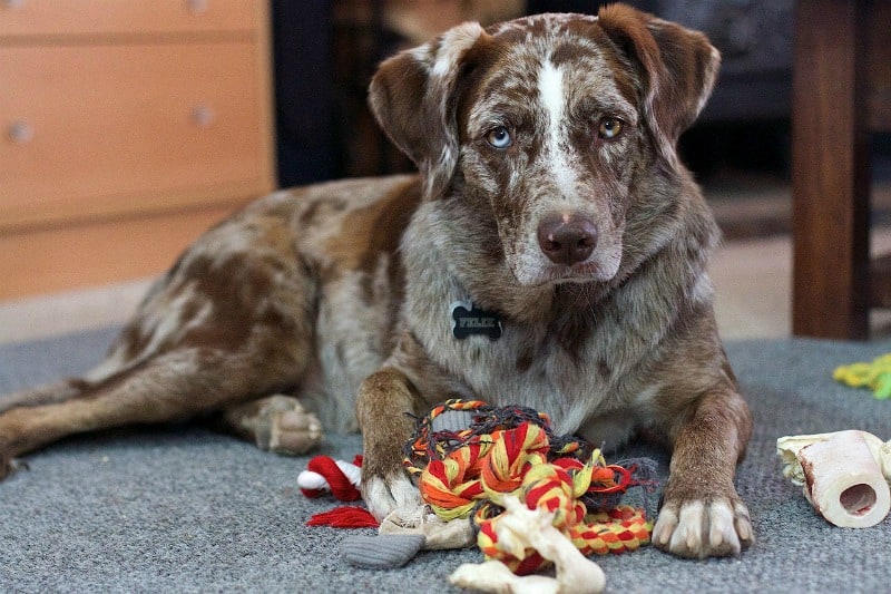 a dog sitting with toys that need to be cleaned