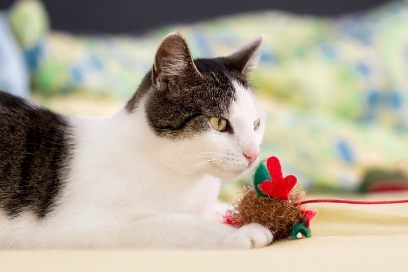 Disinfect Pet Toys With These Simple Tips