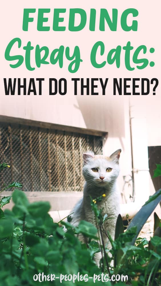 Feeding Stray Cats: What do they need?