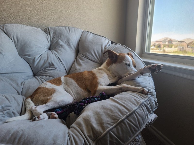 a brown and white dog resting in a papasan chair