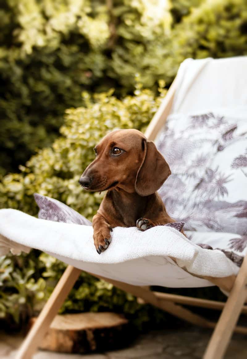 a small brown dog sitting in a white chair in the garden