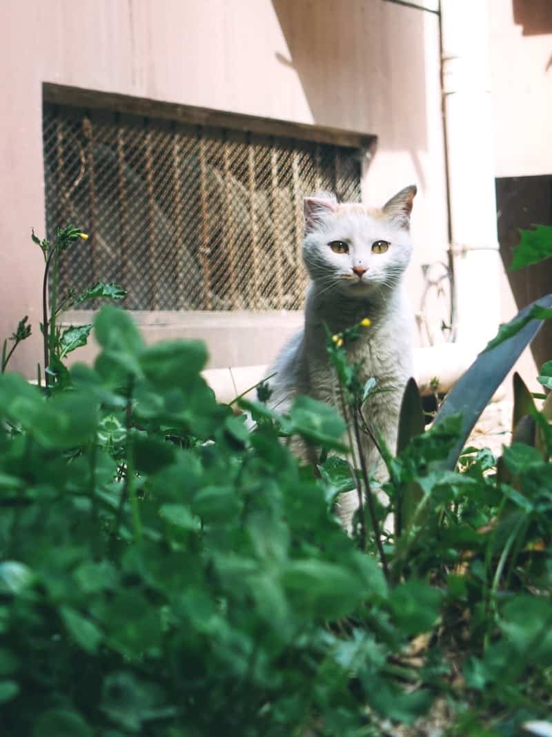 a cat hiding outside behind a green plant