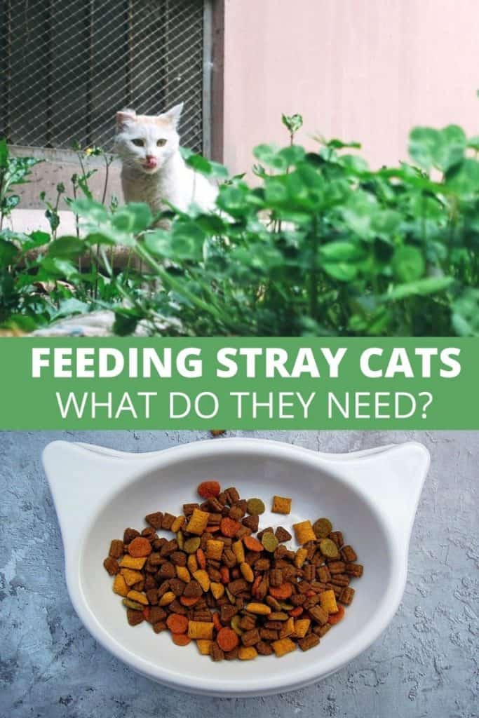 feeding-stray-cats-what-do-they-need-other-people-s-pets