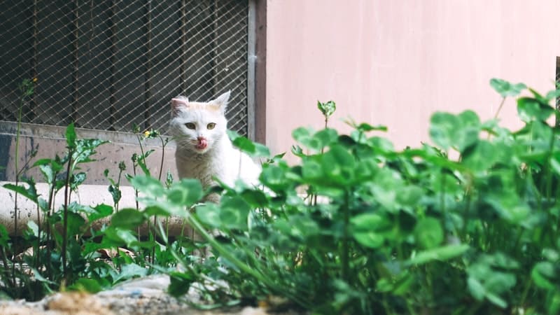 Feeding Stray Cats: What do they need?