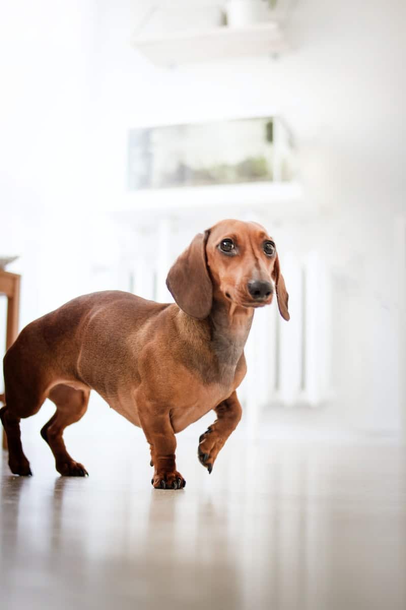 a dachshund standing in a white kitchen