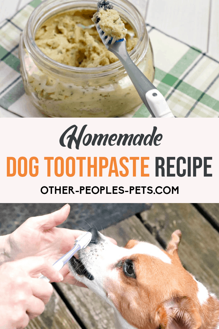 If you've been looking for a homemade dog toothpaste your dog will let you brush his teeth with, this is it. Try this easy recipe today.