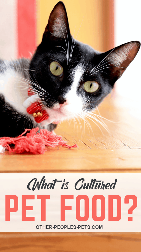 Have you been wondering about cultured pet food? I heard this term recently and was curious about what it meant. Should I feed my pet cultured food? Here's what I found out.